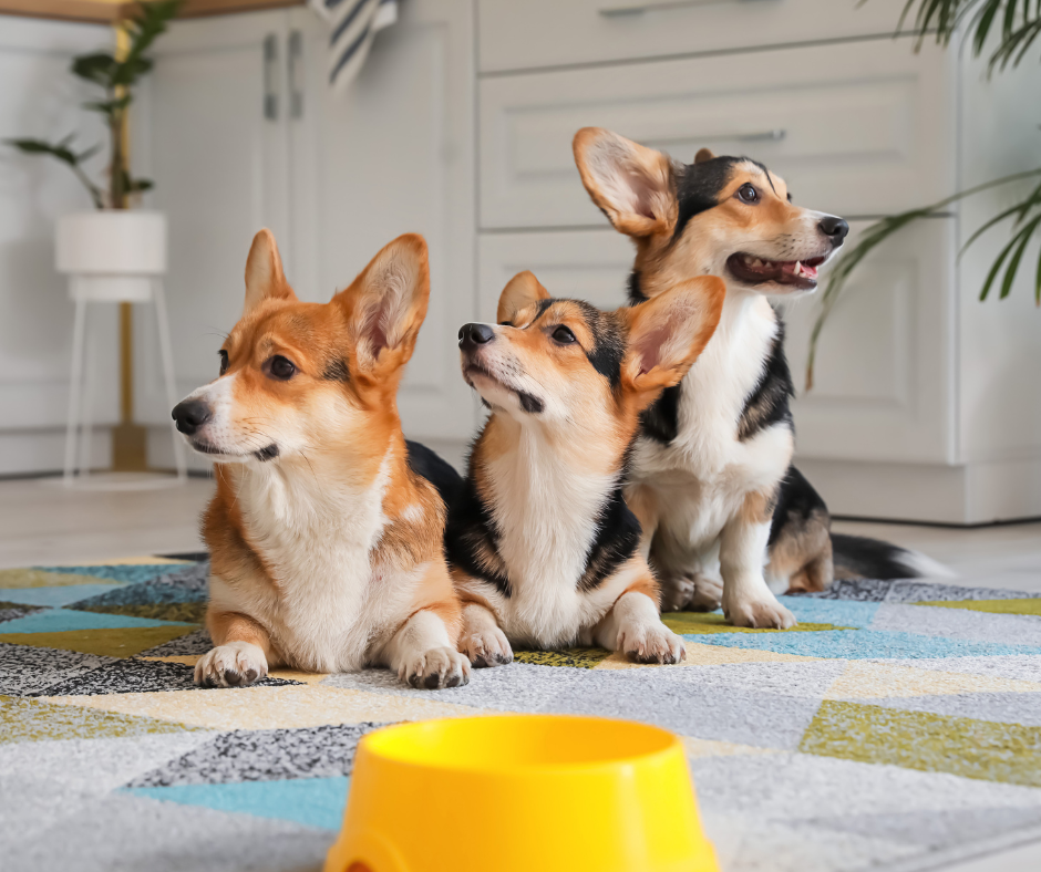 Diet for dog to lose weight 2025